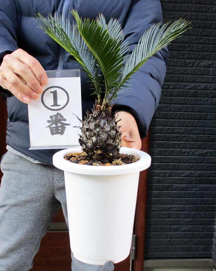 好評につき延長! 【引き取り限定】ソテツ 3つ株付き ソテツ 蘇鉄