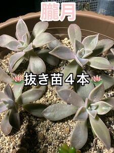 【抜き苗又はカット苗】朧月4苗　多肉植物