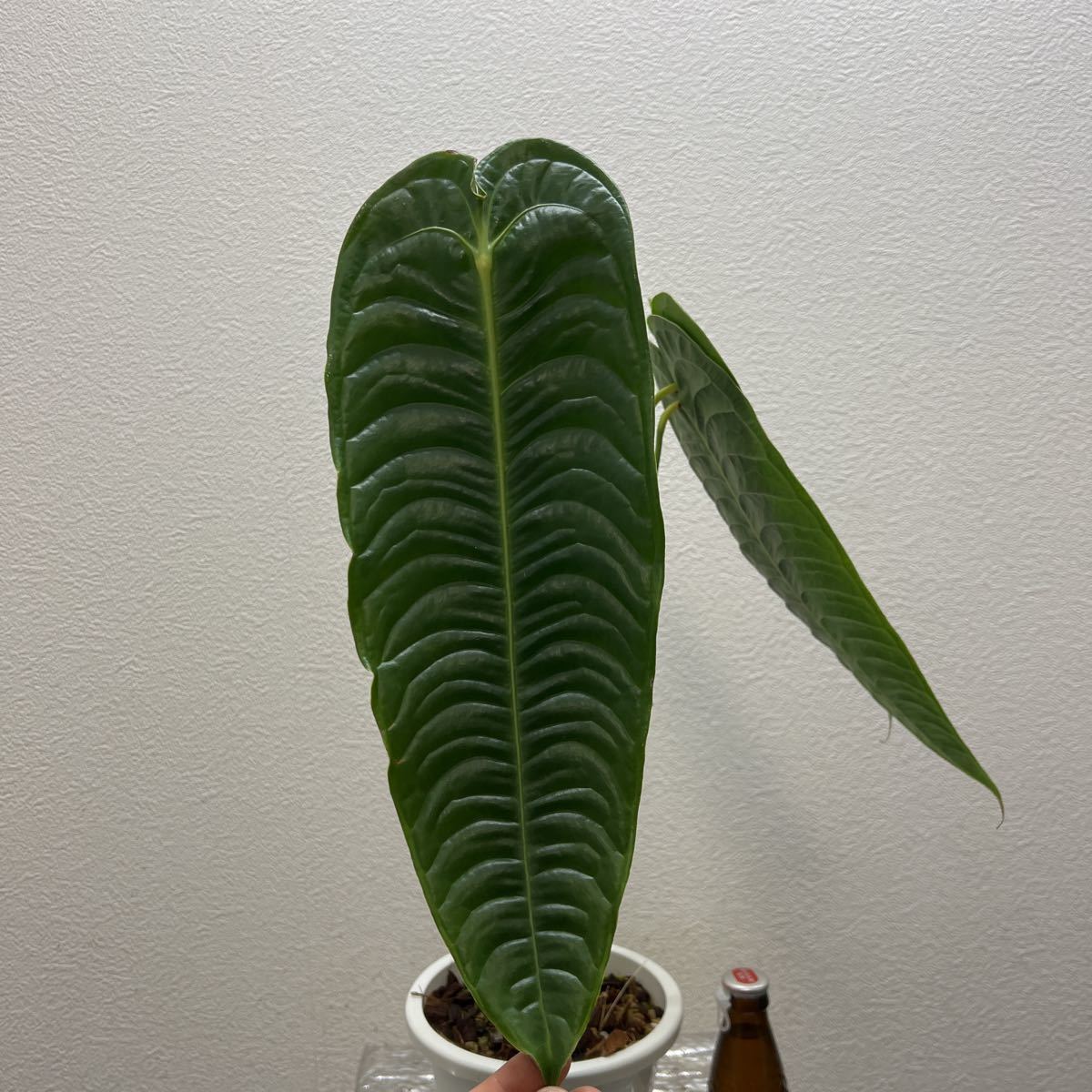 ムベイチー アンスリウム ベイチー anthurium veitchii RMXZi