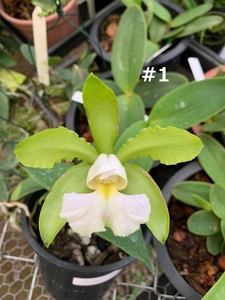 花確認済 C. schilleriana f. albescens #1 洋蘭 原種