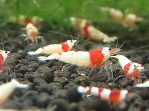 31 day shipping only compensation 1 break up addition Red Bee Shrimp Mothra only 3 pcs large Special . sale! # bee shrimp # Cherry shrimp 