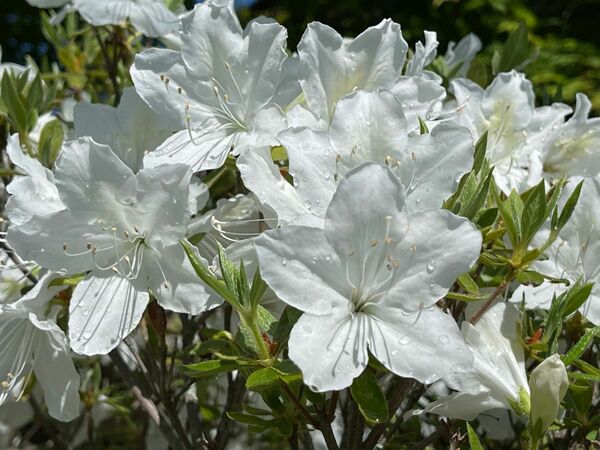  さつき 皐月　ホワイト　挿し穂 10本 ■送料無料 アイス色　庭木 盆栽　庭木　低木　ホワイトアイス　純粋色　白い花
