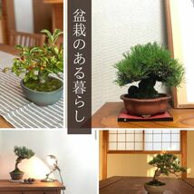 盆栽 松 黒松 登り竜 樹高 約14~16cm くろまつ Pinus thunbergii クロマツ マツ科 常緑針葉樹 観賞用 小品 数量物 セレクト_画像5