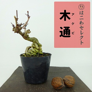 盆栽 木通 樹高 約10～11cm あけび Akebia quinata アケビ つる性 アケビ科 落葉樹 観賞用 小品 数量物 セレクト