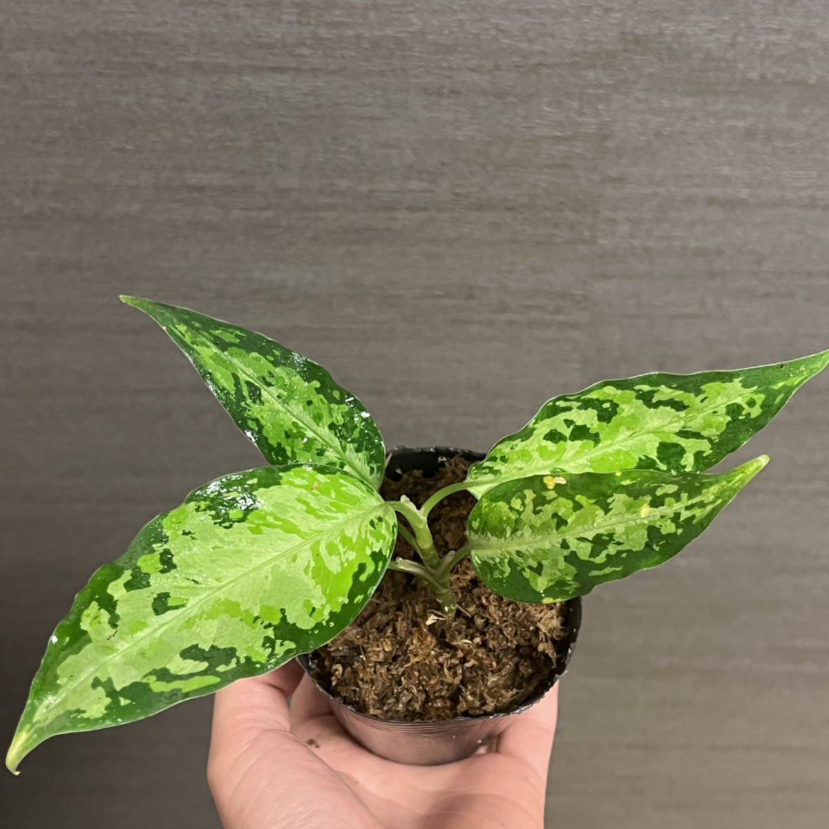 人気激安 親株!!細葉!! アグラオネマ ピクタム Aglaonema Pictum 植物