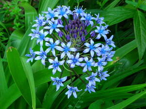 *sila-pe рубин дыра ..... синий фиолетовый большой цветок луковица только 1 лампочка низкая цена no. 4 вид mail ( растения ) отправка *