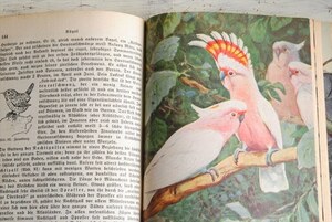 1930 period Germany. old animal illustrated reference book foreign book .. paper display old book antique book interior photographing small articles furniture ig2925