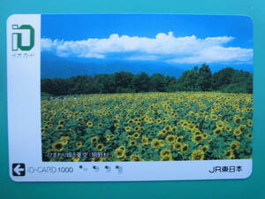  io-card used sunflower field summer empty Akira ..[ free shipping ]