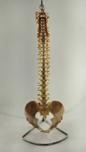 【美品】人体背骨模型 背骨 脊柱 骨格標本 高さ70ｃｍ 横30ｃｍ ◆3109/宮竹店