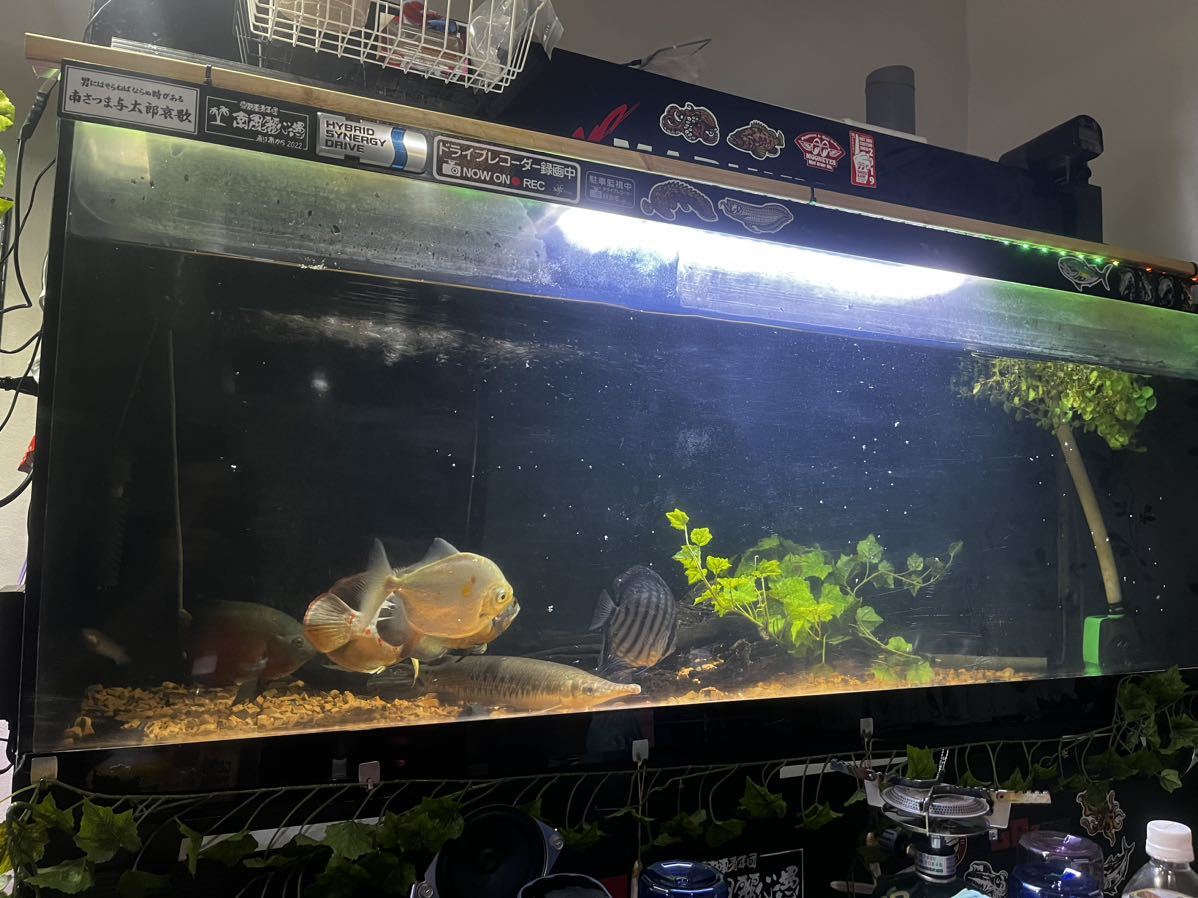 ヤフオク! -120cm水槽の中古品・新品・未使用品一覧