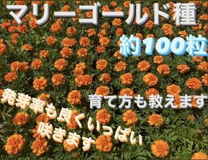 マリーゴールド　種　100粒以上　説明書付き( ¨ )