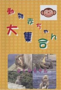 動物赤ちゃん大集合 7 よくみるサル 中古 DVD