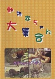 動物赤ちゃん大集合 6 めずらしいどうぶつ 中古 DVD