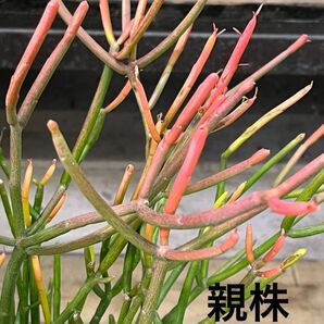 観葉植物　ユーフォルビア　ミルクブッシュ・スティックオンファイヤー　抜き苗　④