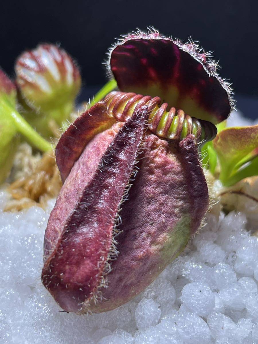 セファロタスフォリキュラリス ビッグマウス CZP 2号深 食虫植物