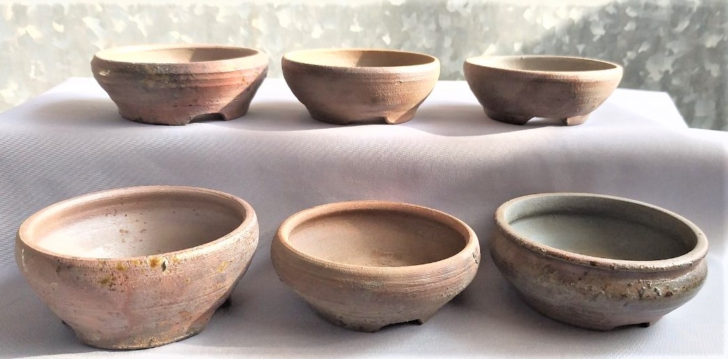 ヤフオク! -「丹」(盆栽) の落札相場・落札価格