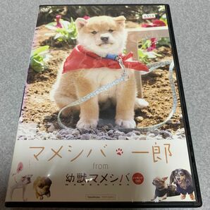 マメシバ一郎 from 幼獣マメシバ DVD