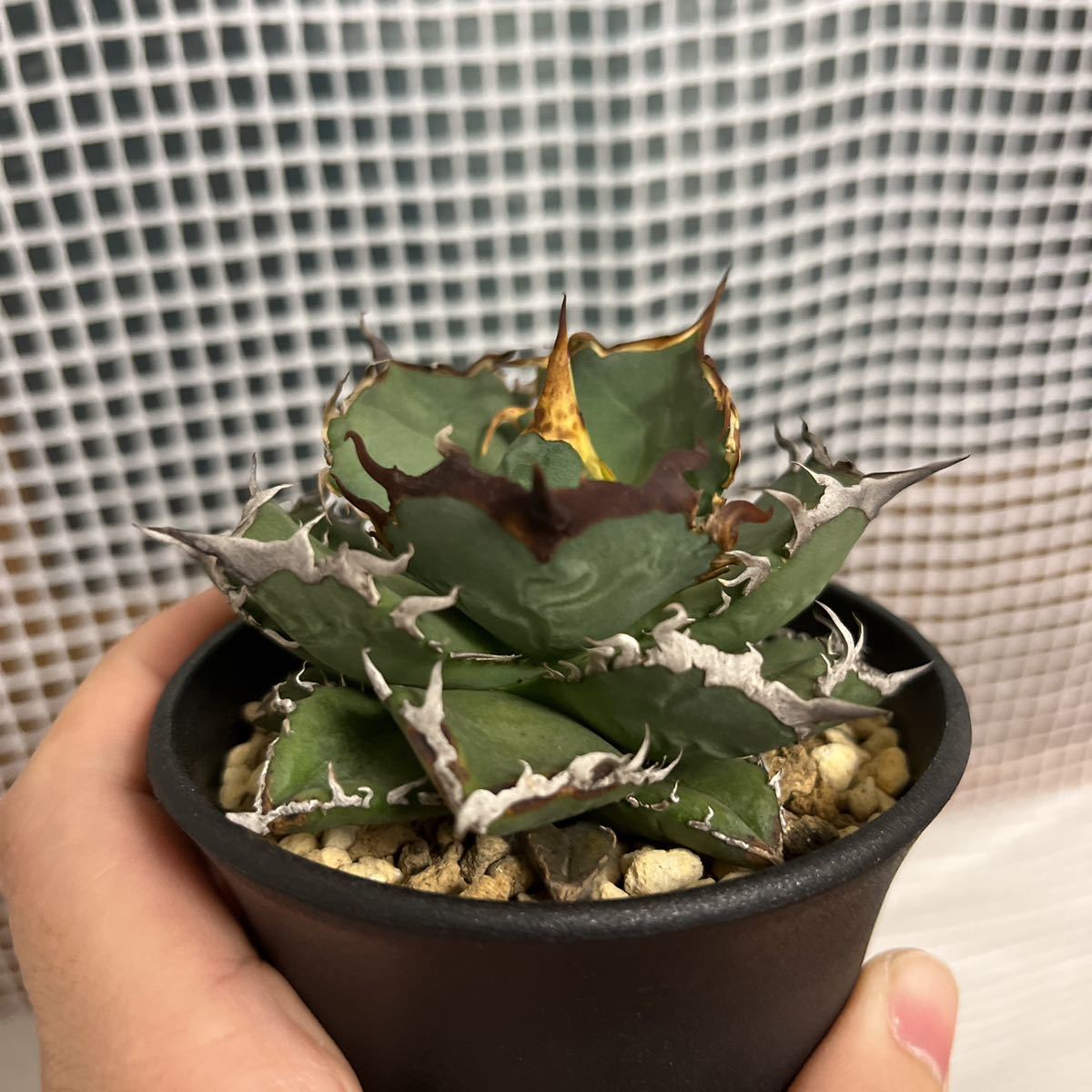ヤフオク! -「烈焔」(アガベ) (観葉植物)の落札相場・落札価格