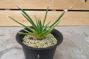 アガベ・アルボピロサ｜Agave Albopilosa ①