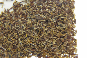 Puya coerulea var. violacea seeds 30 bead (ε30)