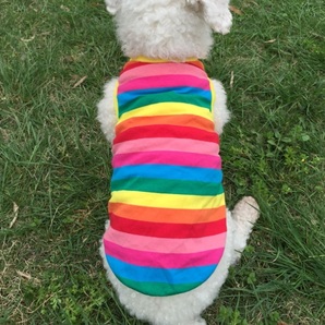 Lサイズ レインボー タンクトップ しましま ドッグウェア カットソー Tシャツ チワワ トイプードル 小型犬 夏服 夏用の画像2