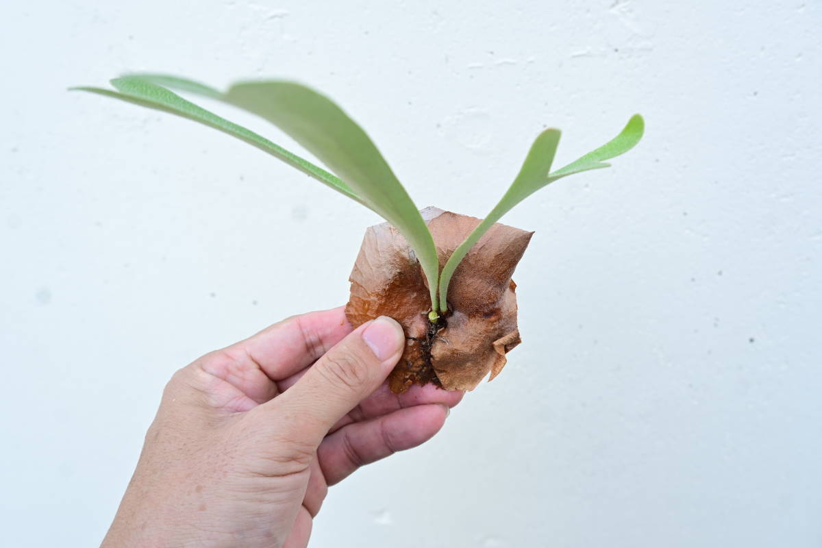 ビカクシダ リドレイ ワイルド コルク付け コウモリラン 植物/観葉植物