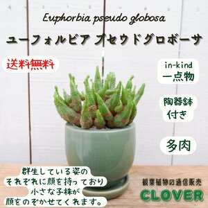 ユーフォルビア プセウドグロボーサ 稚児キリン 群生 観葉植物 現品 多肉植物 おしゃれ 室内 種類 インテリア おすすめ レア 希少