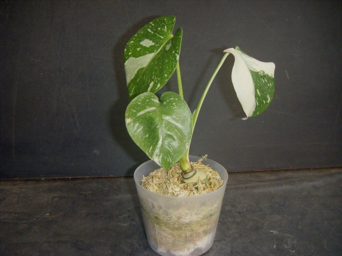 ヤフオク! -「斑入りモンステラ 黄斑」(モンステラ) (観葉植物)の落札 ...