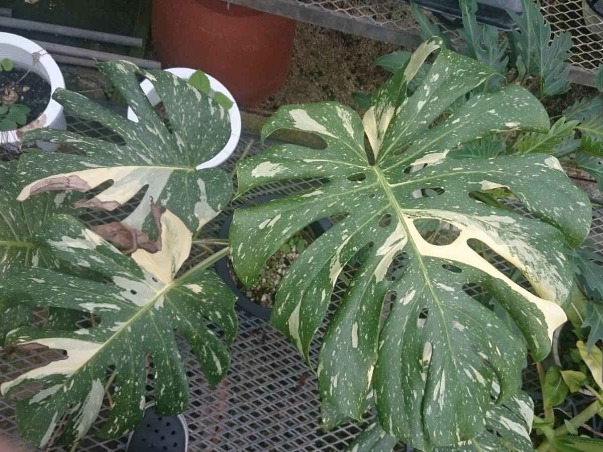 ヤフオク! -「斑入りモンステラ 黄斑」(モンステラ) (観葉植物)の落札 ...