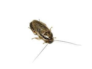 ハイイロゴキブリ　Nauphoeta cinerea　幼虫30頭+α 【ゴキブリ】【ローチ】