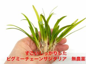 （水草）すごいしっかりした　ピグミーチェーンサジタリア　無農薬　エビ　メダカ　ビオトープ