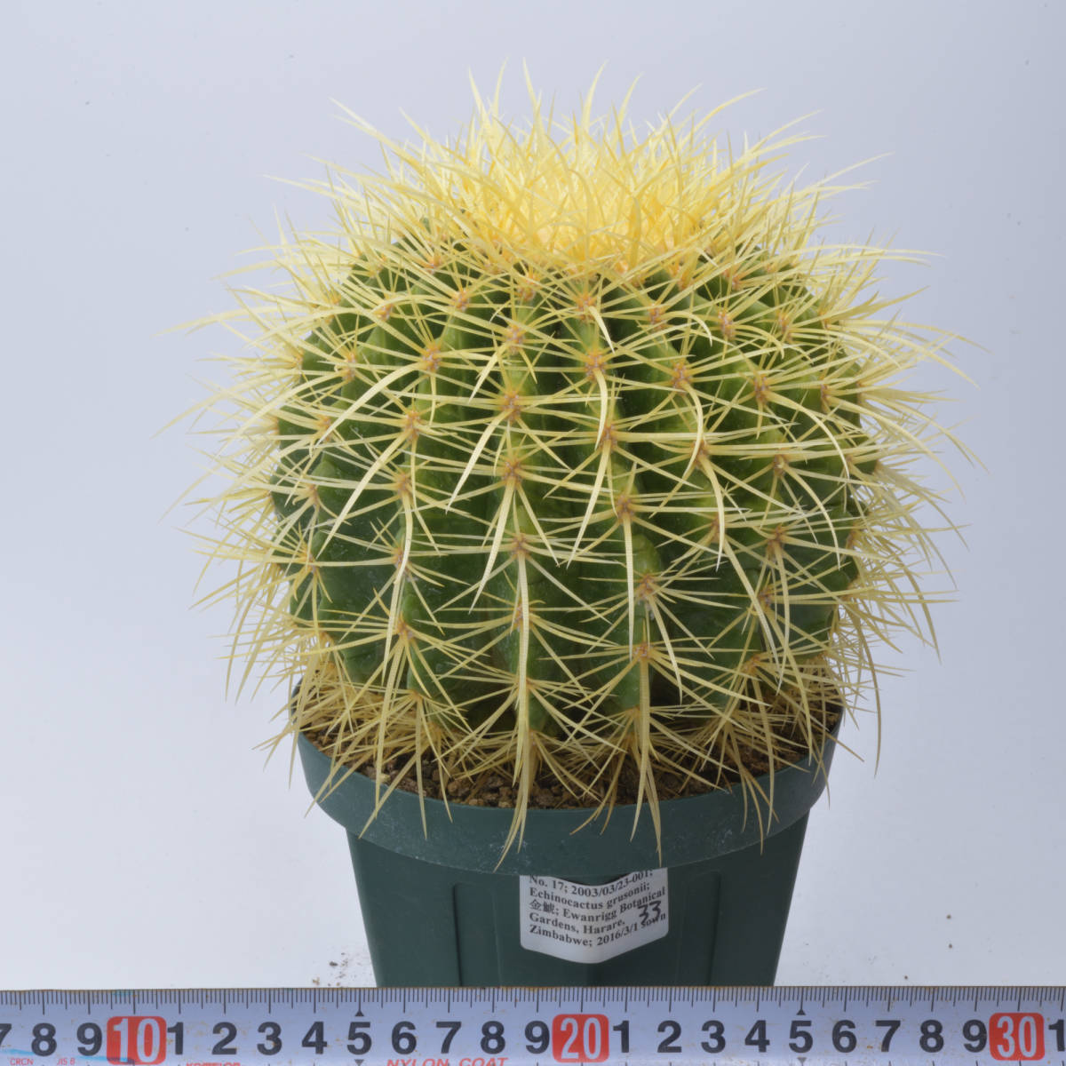 ヤフオク! -「金鯱サボテン」の落札相場・落札価格