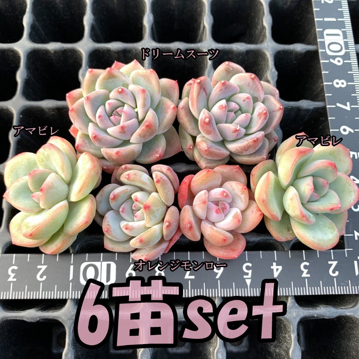 № 53 ロシータ(中) 韓国苗 多肉植物 エケベリア|PayPayフリマ