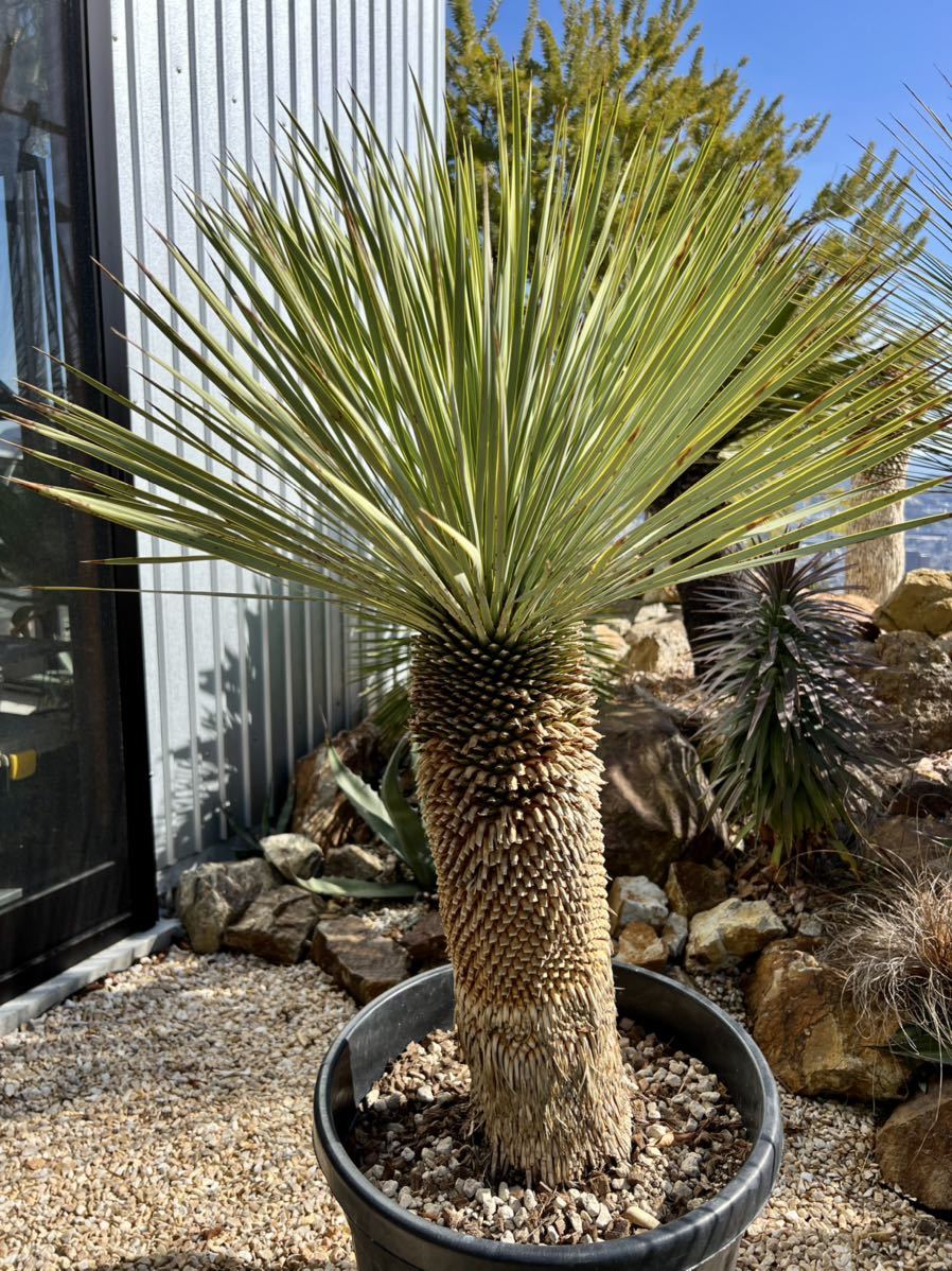 ヤフオク! -「yucca rostrata」(観葉植物) の落札相場・落札価格