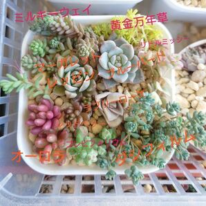 確認用です！　多肉植物 ラブリーローズといろいろ11種類セット