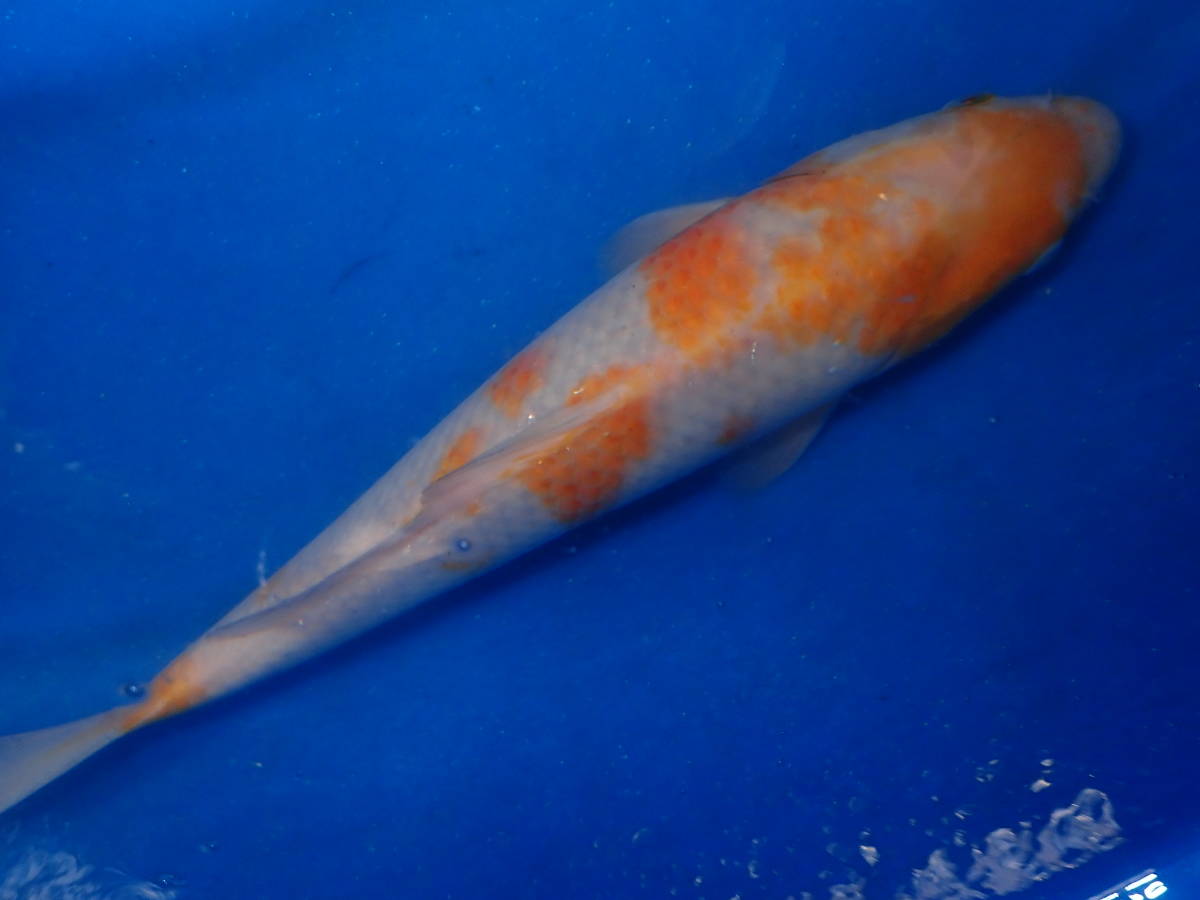 新品!即決♪】◇☆巨大水槽♪生簀♪305×76cm♪入水量約4,500L☆巨大魚 ...