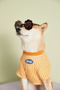 【Sサイズ】ギンガムチェック パステル Tシャツ オレンジ 春夏 犬服 ドッグウェア ペット用品 Checkered Pastel Tshirt