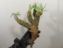 サ3394 「現地」チレコドン　ワリチー　抜き苗【Tylecodon wallichii・奇峰錦・塊根植物・畑に地植え株】_画像3