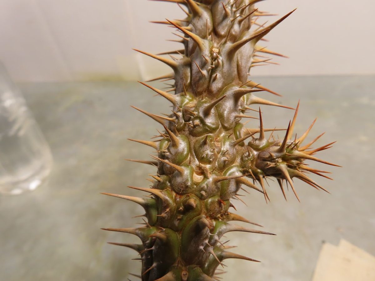 ボトムを作り続け40年 ディディエレア ペティグナティ - 植物/観葉植物