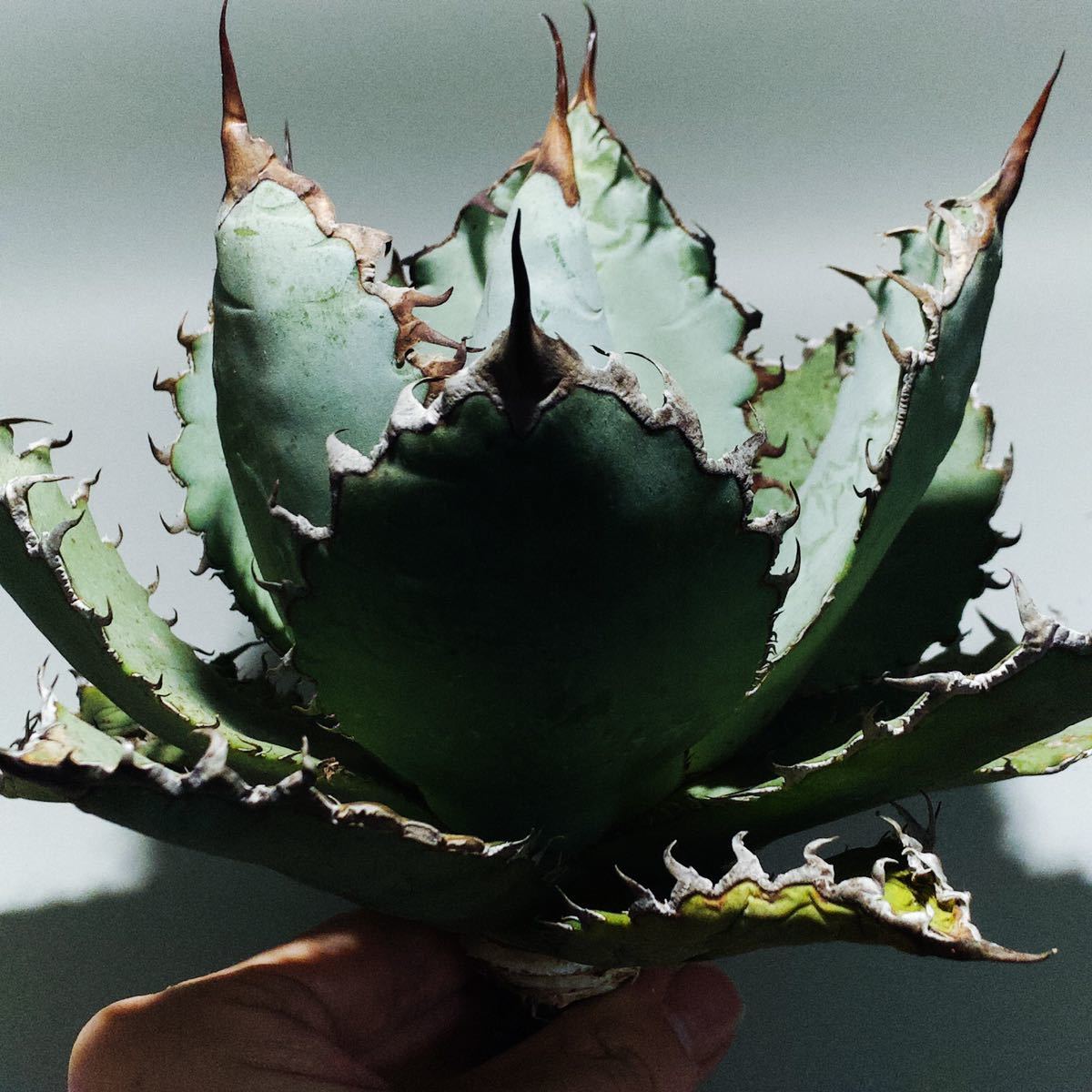 GWセール】W約23㎝大株 アガベ チタノタ US産 ボールタイプ Agave