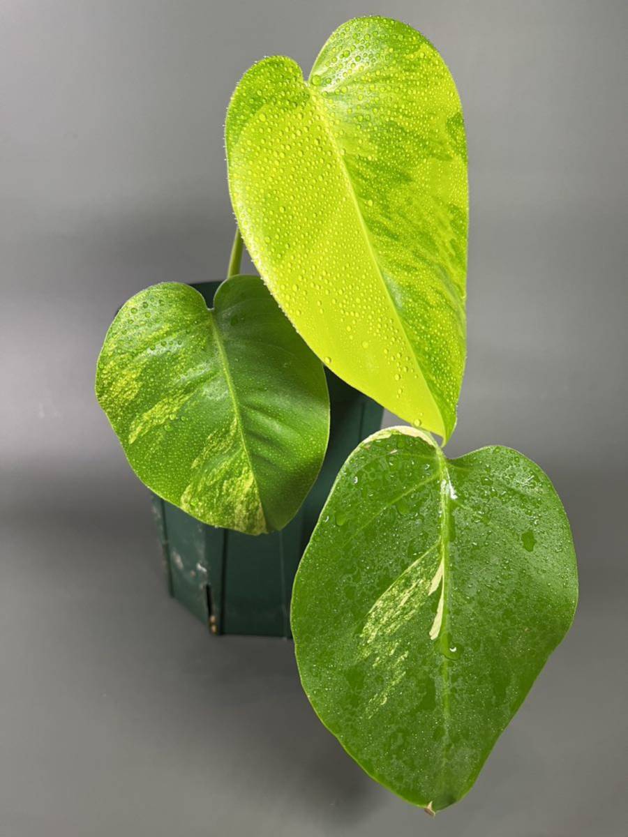 ヤフオク! -「斑入りモンステラ 黄斑」(モンステラ) (観葉植物)の落札 ...