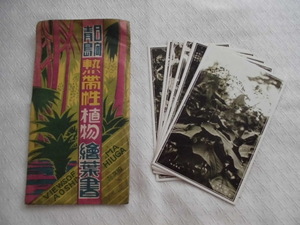 T44　青島熱帯性植物　絵葉書　ポストカード　