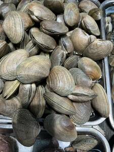  littleneck clam 10kg. attaching ... domestic production .. attaching sake .. miso soup .. thing pasta 