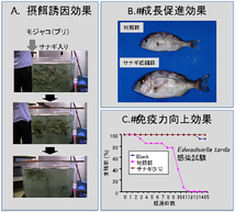 愛媛大学南予水産研究センター研究資料より