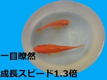 メダカ　金魚　グッピー 15　 稚魚育成促進フード　成長スピード1.3倍　免疫力UP　ウジムシパウダー　熱帯魚　海水魚　爬虫類　対応　_画像5