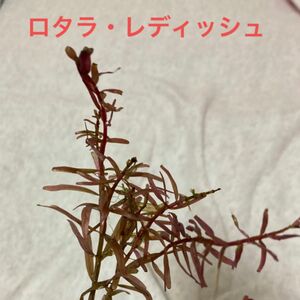 ロタラ・レディッシュ　4cm×2本セット