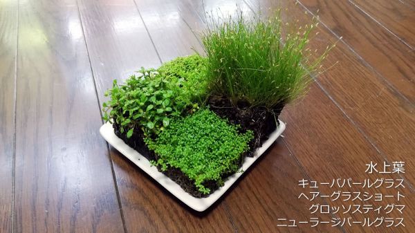 ヤフオク! -キューバパールグラス(住まい、インテリア)の中古品・新品