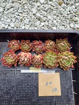 多肉植物 韓国苗 Echeveria0120M-43030154-60 Red Agavoides10個 (岡山在庫)(2/6発送)_画像1