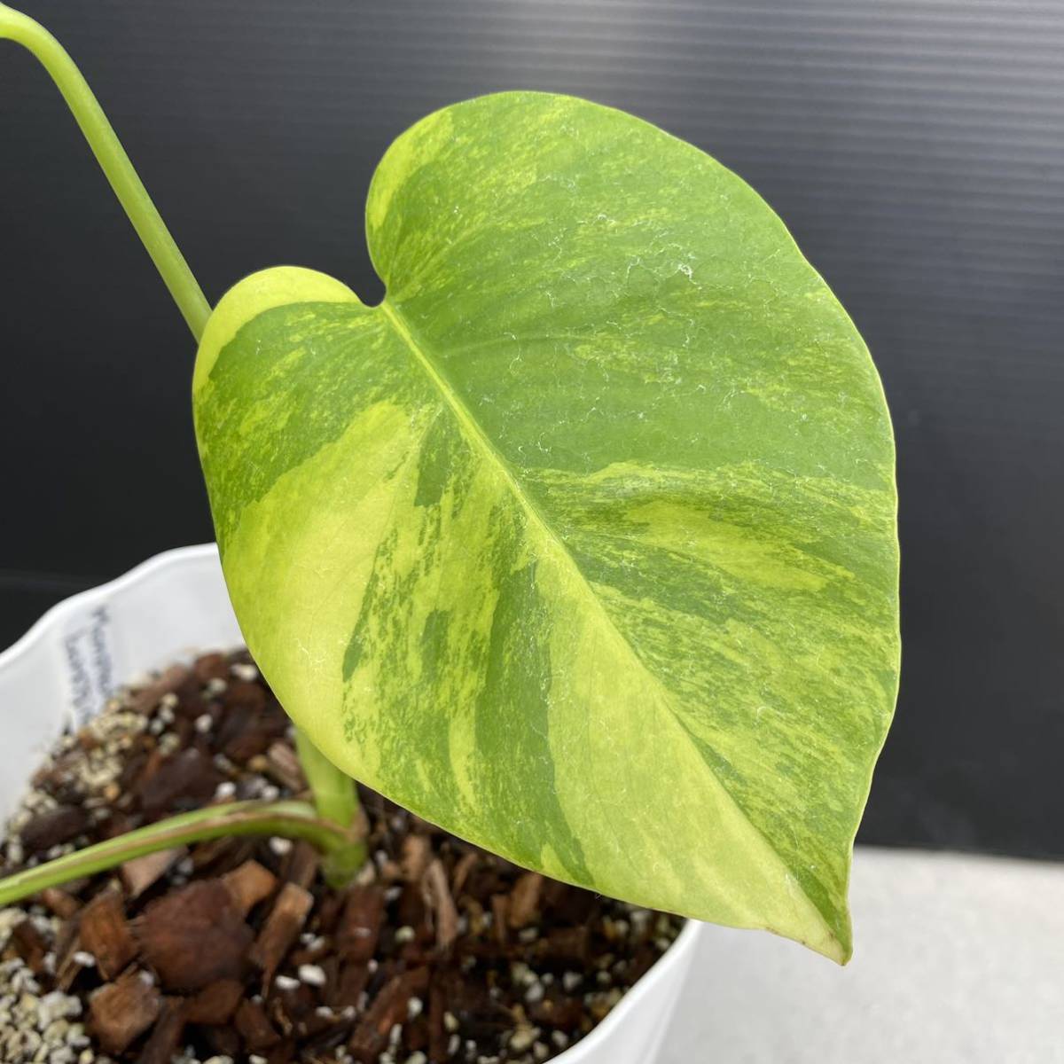 ヤフオク! -「斑入りモンステラ 黄斑」(モンステラ) (観葉植物)の落札 ...
