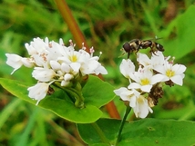 ソバの花で 益虫を誘い込み、受粉に 活躍。